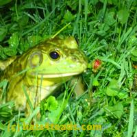 /home//u458753944/public_html/sourcegallery//Frogs/More bullfrogs/P6020058.JPG